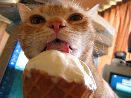 animals eating ice cream funny