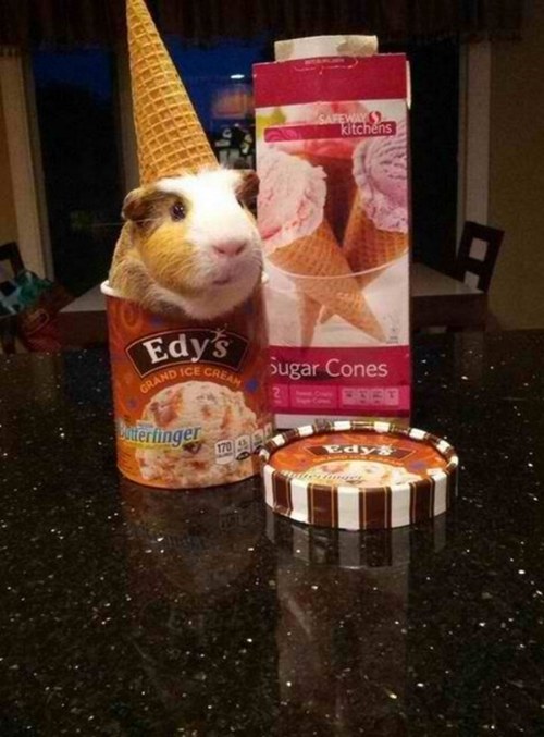 animals eating ice cream funny