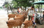 It was a quiet Japanese town until it was flooded of hundreds of deer