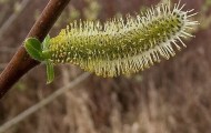 15 Most Alien Looking Caterpillars on Earth