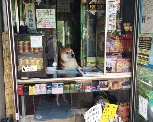 dog tokyo seller store