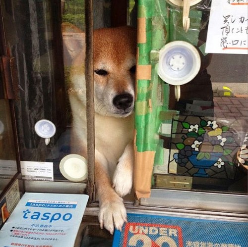 dog tokyo seller store
