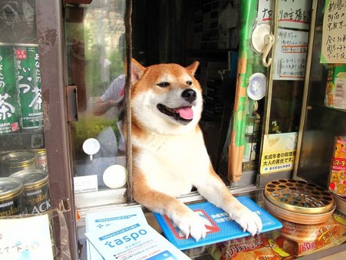 dog tokyo seller store