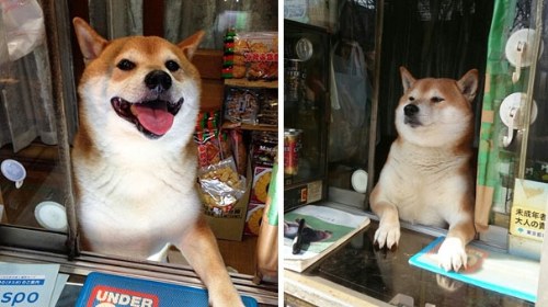 dog tokyo seller store