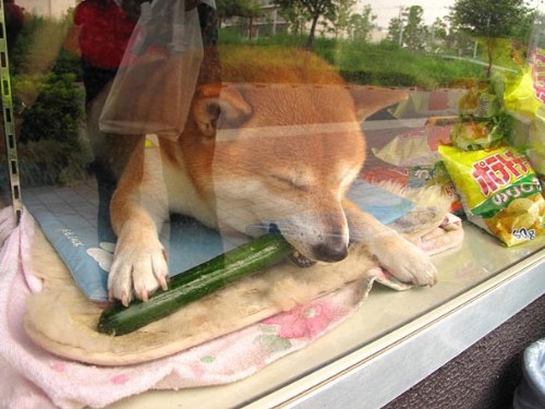 dog tokyo seller store