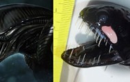 Fisherman accidentally caught a terrible fish, like a monster from the movie “Alien”