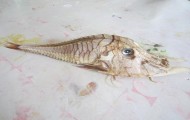 Fisherman caught a strange creature for science