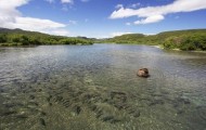 Grizzly bears hunting salmon in the Russian Far East
