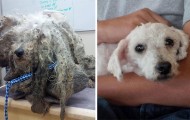 15 Before-And-After Photos Of Rescued Dogs