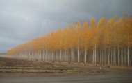 Picturesque farm poplars