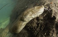 Stunning photos of an anaconda under water