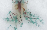 (8 photos) Chemical waste led to the emergence of new monsters