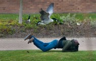 Goose terrified students