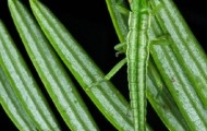 19 pictures of animal camouflage