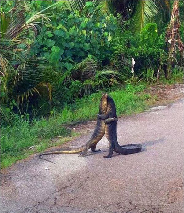 funny pictures