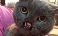 Vampire Cat, famous on the internet