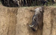 Migrating animals … deadly!
