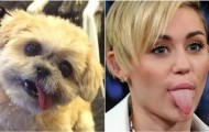 Mutt similarity Miley Cyrus