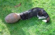 Animals caught in weird places