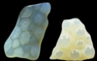 Sand particles under the microscope