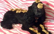 Unusual dog knows pose