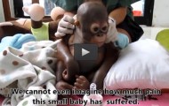 Crying baby orangutan Budi receives loving care after suffering year of neglect
