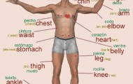5 parts of the body that are useless