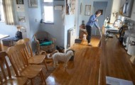 This woman came out of the shower and found 2 cows in her house