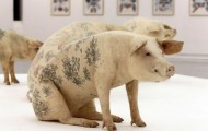 Tattoo pigs: a new type of art