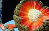 10 exotic fruits that you didn’t see before